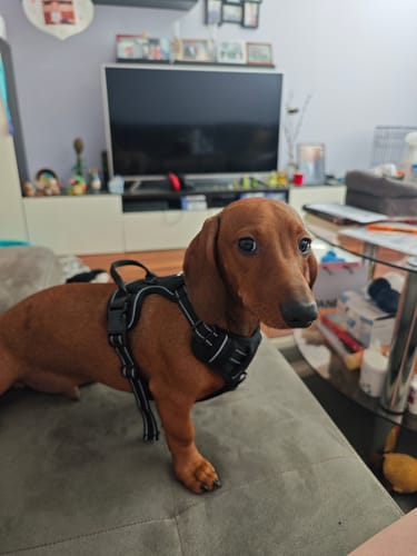 Dog behavior proof