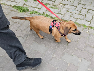 Dog behavior proof