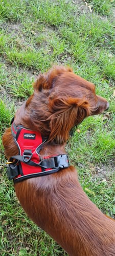 Dog behavior proof